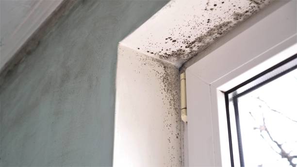 Best Professional Mold Removal  in Dubois, PA