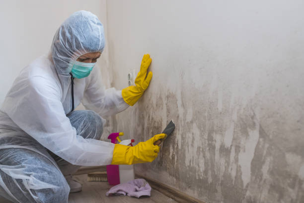 Crawl Space Mold Removal in Dubois, PA
