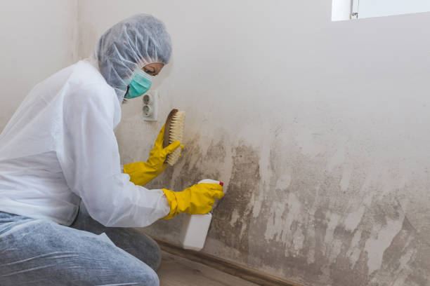 Best Emergency Mold Removal  in Dubois, PA