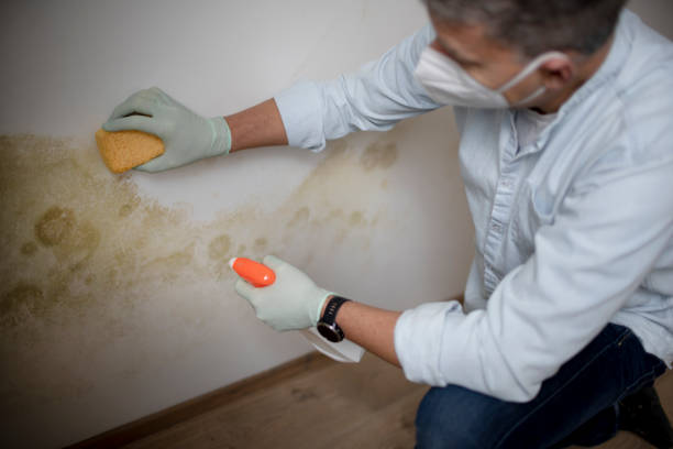 Best Affordable Mold Removal  in Dubois, PA
