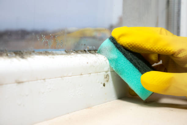 Best Commercial Mold Removal  in Dubois, PA