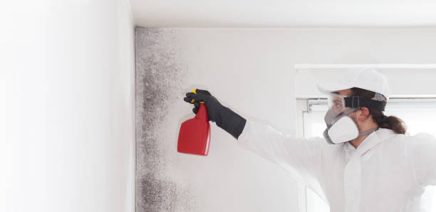 Best Certified Mold Removal  in Dubois, PA