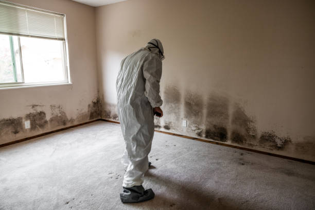 Attic Mold Removal in Dubois, PA