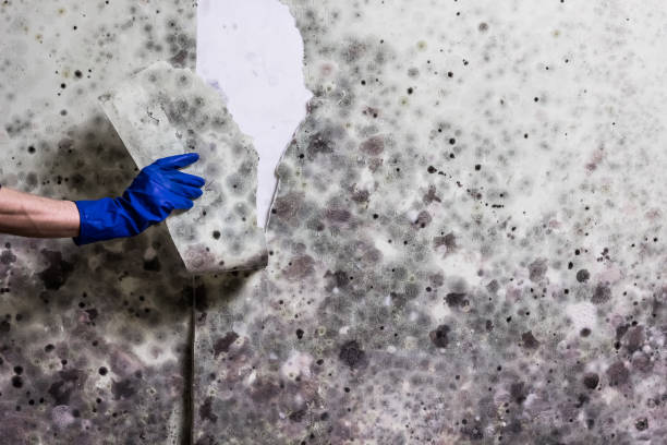 Mold Removal Process in Dubois, PA